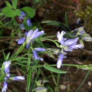 Photographie n°2194744 du taxon Polygala vulgaris L. [1753]