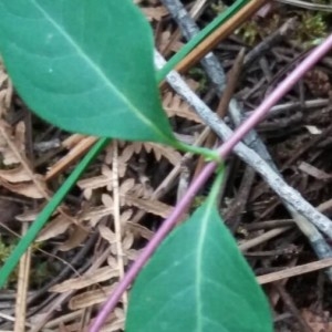 Photographie n°2194788 du taxon Lonicera periclymenum L. [1753]
