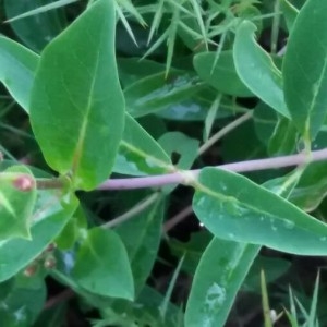 Photographie n°2194793 du taxon Lonicera periclymenum L. [1753]