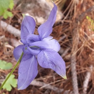 Photographie n°2194813 du taxon Aquilegia reuteri Boiss. [1854]