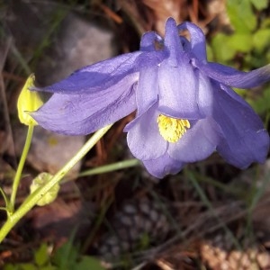 Photographie n°2194814 du taxon Aquilegia reuteri Boiss. [1854]