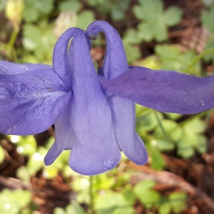 Photographie n°2194816 du taxon Aquilegia reuteri Boiss. [1854]