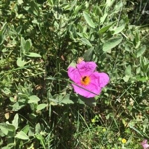 Photographie n°2194842 du taxon Cistus albidus L.