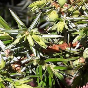 Photographie n°2194852 du taxon Juniperus communis L. [1753]