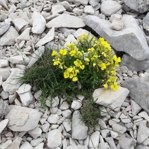 Photographie n°2194876 du taxon Erysimum ochroleucum (Schleich.) DC. [1805]