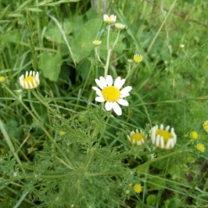 Photographie n°2194896 du taxon Matricaria chamomilla L. [1753]