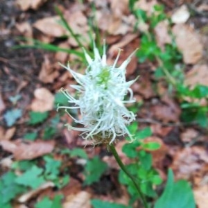 Photographie n°2194931 du taxon Phyteuma spicatum L. [1753]