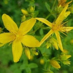 Photographie n°2194936 du taxon Hypericum perforatum L. [1753]