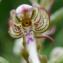  Tom Trinh - Himantoglossum hircinum (L.) Spreng. [1826]