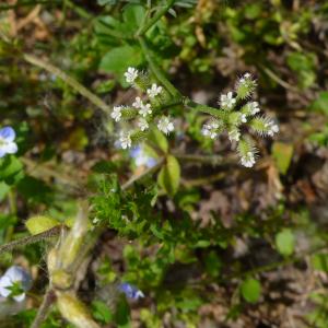 Photographie n°2194988 du taxon Torilis arvensis subsp. arvensis