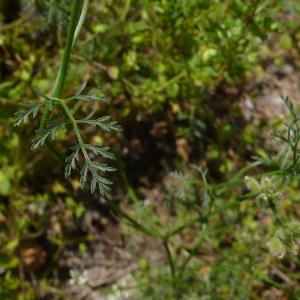 Photographie n°2194990 du taxon Torilis arvensis subsp. arvensis