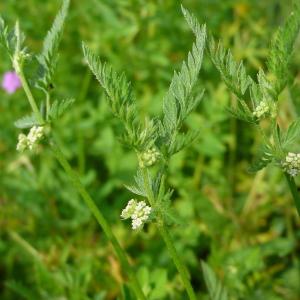 Photographie n°2194993 du taxon Torilis nodosa subsp. nodosa