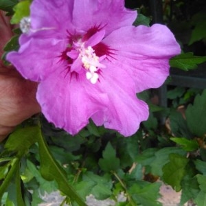 Photographie n°2194998 du taxon Hibiscus syriacus L. [1753]