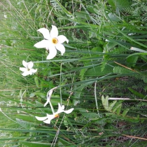 Photographie n°2194999 du taxon Narcissus poeticus L.