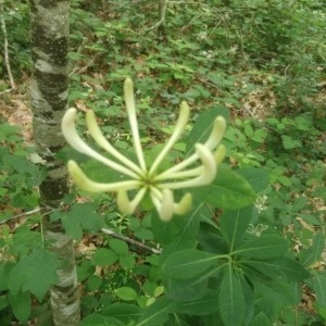 Photographie n°2195013 du taxon Lonicera periclymenum L. [1753]