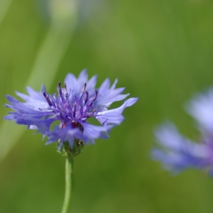 Photographie n°2195016 du taxon Centaurea cyanus L. [1753]