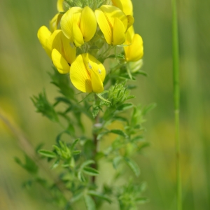 Photographie n°2195019 du taxon Ononis natrix L. [1753]