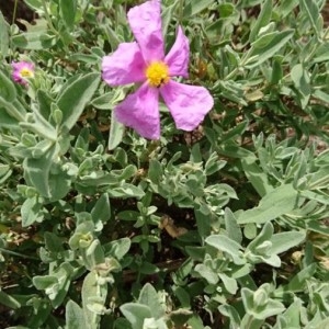 Photographie n°2195165 du taxon Cistus albidus L. [1753]