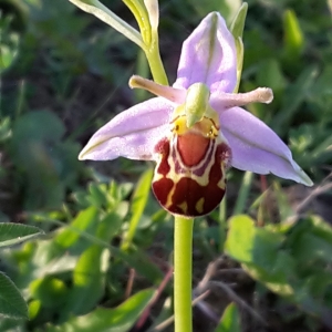 Photographie n°2195176 du taxon Ophrys apifera Huds. [1762]