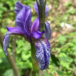 Photographie n°2195179 du taxon Iris sibirica L. [1753]