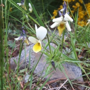 Photographie n°2195233 du taxon Viola tricolor L. [1753]