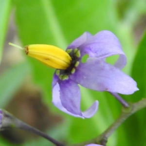 Photographie n°2195248 du taxon Solanum dulcamara L. [1753]