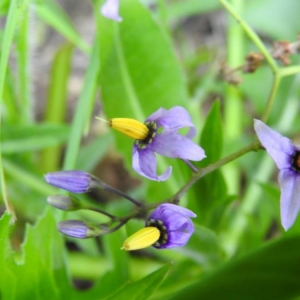 Photographie n°2195250 du taxon Solanum dulcamara L. [1753]