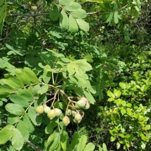 Photographie n°2195283 du taxon Sorbus domestica L. [1753]