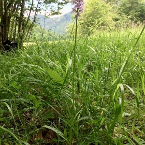 Photographie n°2195307 du taxon Dactylorhiza fuchsii (Druce) Soó [1962]