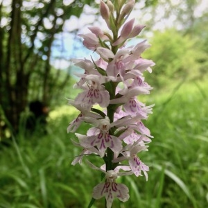 Photographie n°2195309 du taxon Dactylorhiza fuchsii (Druce) Soó [1962]