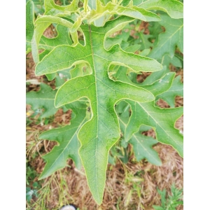 Solanum dimidiatum Raf.