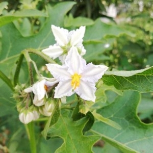  - Solanum carolinense L. [1753]