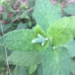 Photographie n°2195350 du taxon Teucrium scorodonia L. [1753]