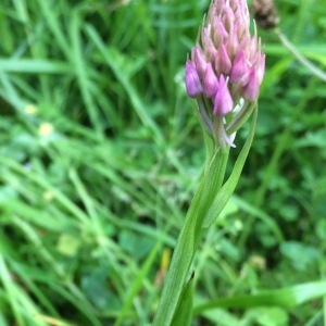 Photographie n°2195372 du taxon Anacamptis pyramidalis (L.) Rich. [1817]