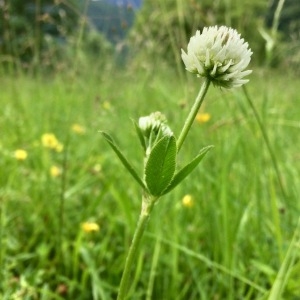 Photographie n°2195385 du taxon Trifolium montanum L. [1753]