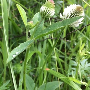 Photographie n°2195386 du taxon Trifolium montanum L. [1753]