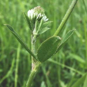 Photographie n°2195388 du taxon Trifolium montanum L. [1753]