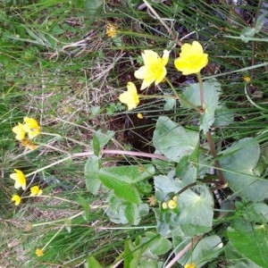 Photographie n°2195391 du taxon Caltha palustris L.