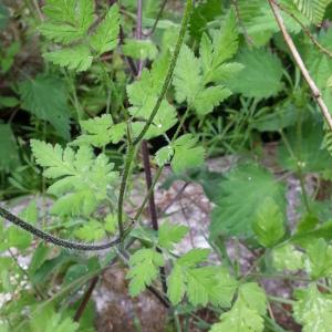 Photographie n°2195457 du taxon Chaerophyllum temulum L. [1753]