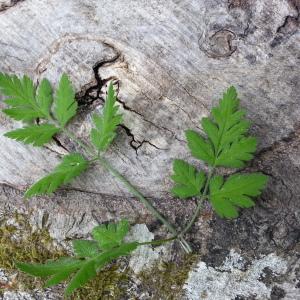 Photographie n°2195458 du taxon Chaerophyllum temulum L. [1753]