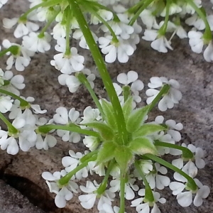 Photographie n°2195465 du taxon Chaerophyllum temulum L. [1753]