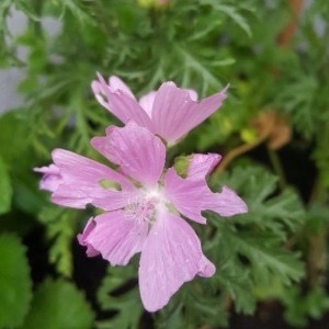 Photographie n°2195476 du taxon Malva moschata L. [1753]