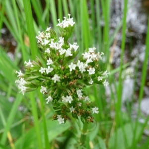 Photographie n°2195498 du taxon Valeriana officinalis L. [1753]