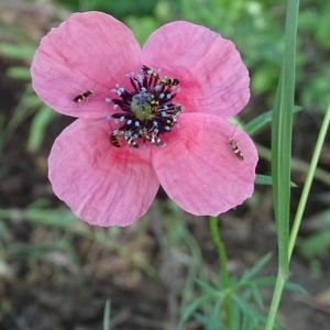  - Papaver hybridum L.