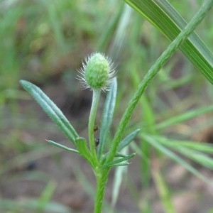  - Papaver hybridum L.