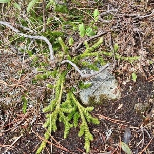 Photographie n°2195541 du taxon Lycopodium clavatum L. [1753]