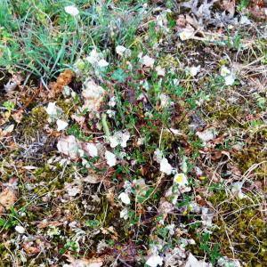 Photographie n°2195547 du taxon Helianthemum apenninum subsp. apenninum 