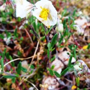 Photographie n°2195550 du taxon Helianthemum apenninum subsp. apenninum 