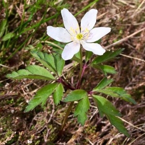 Photographie n°2195556 du taxon Anemone nemorosa L. [1753]