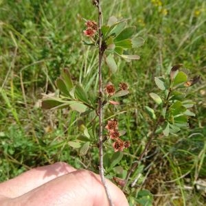  - Spiraea hypericifolia L.